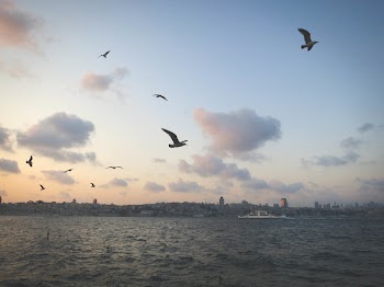 Free Photo of seagulls, birds, sky