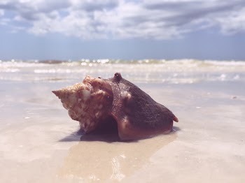 Free Photo of seashell, beach, sand