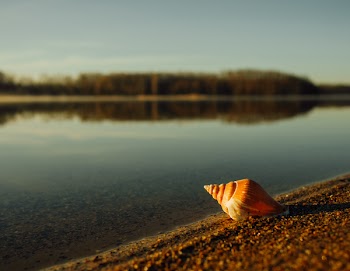 Free Photo of seashell, rocks, shore