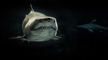 Free Photo of shark, sea, ocean
