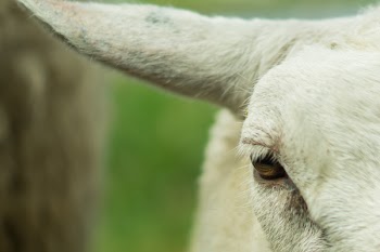 Free Photo of sheep, animal, eye