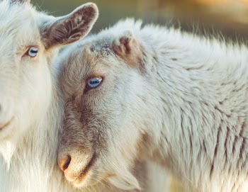 Free Photo of sheep, animal, lamb
