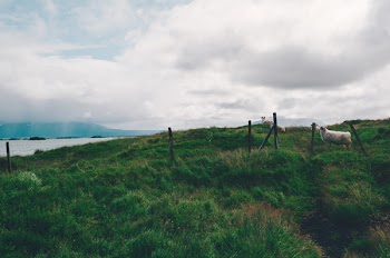 Free Photo of sheep, animals, field