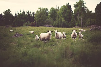 Free Photo of sheep, animals, fields