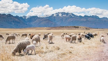Free Photo of sheep, animals, grass