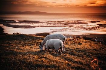Free Photo of sheep, grazing, sunset