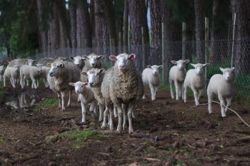 Free Photo of sheep, lamb, animal
