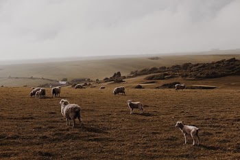 Free Photo of sheep, lamb, ram