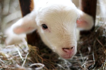 Free Photo of sheep, lamb, ram