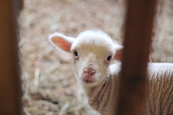 Free Photo of sheep, lamb, ram