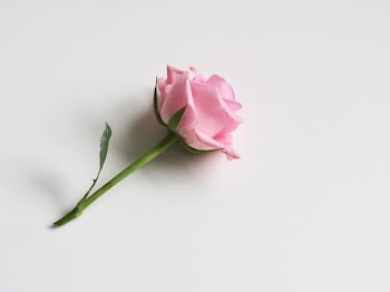 Free Photo of single, pink, rose