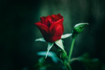 Free Photo of single, red, rose