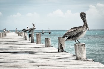 Free Photo of sky, clouds, pelican