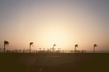 Free Photo of sky, sun, palm trees