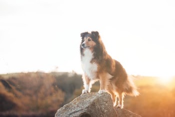 Free Photo of sky, sunrise, rock