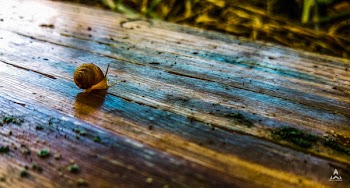 Free Photo of slow, forest, wood