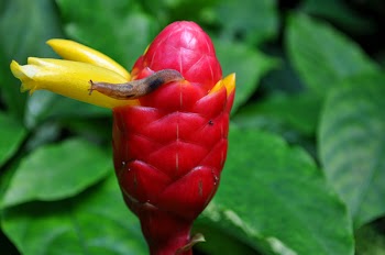 Free Photo of snail, flower bud, leaves