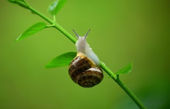 Free Photo of snail, garden, plant