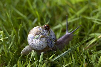 Free Photo of snail, ladybird, insect