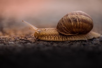 Free Photo of snail, outdoor, blur