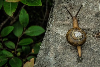 Free Photo of snail, outdoor, green