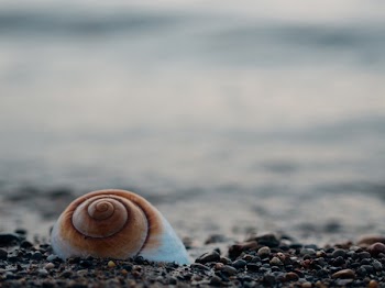 Free Photo of snail, shell, rocks
