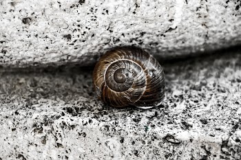 Free Photo of snail, slug