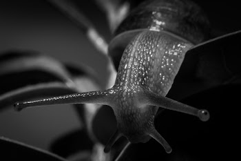 Free Photo of snail, slug, black and white