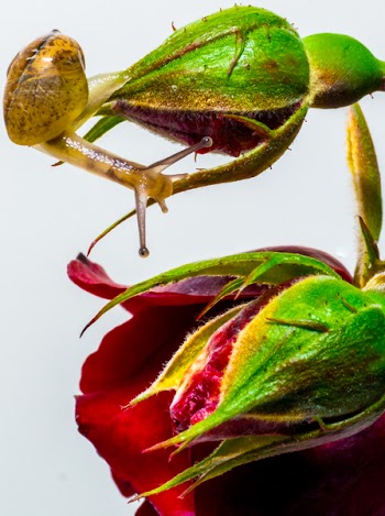 Free Photo of snail, slug, rose