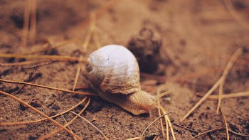 Free Photo of snail, slug, shell
