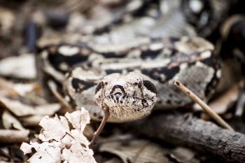 Free Photo of snake, animal, reptile