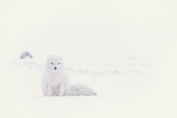 Free Photo of snow, winter, white