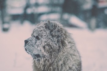 Free Photo of snow, winter, white