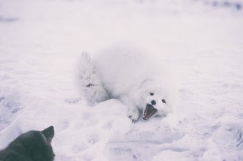 Free Photo of snow, winter, white