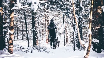 Free Photo of snow, winter, white