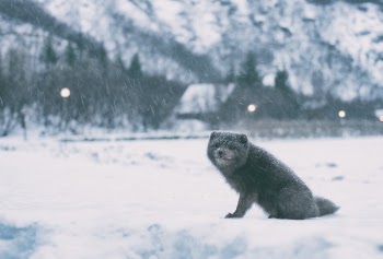 Free Photo of snow, winter, white