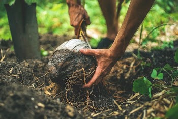 Free Photo of soil, land, environment