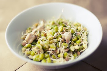 Free Photo of soybeans, sprouts, food