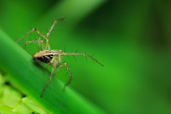Free Photo of spider, insect, outdoor