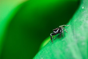 Free Photo of spider, insect, outdoor