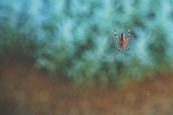 Free Photo of spider, web, outdoor