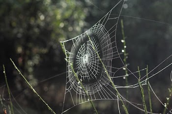 Free Photo of spider, web, outdoor
