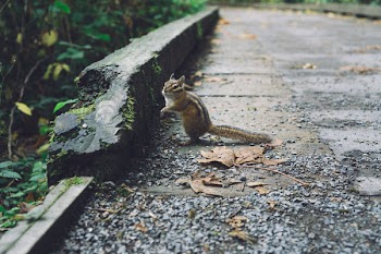 Free Photo of Squirrel, nature, seeds