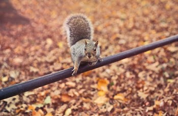 Free Photo of squirrel, startled, pole
