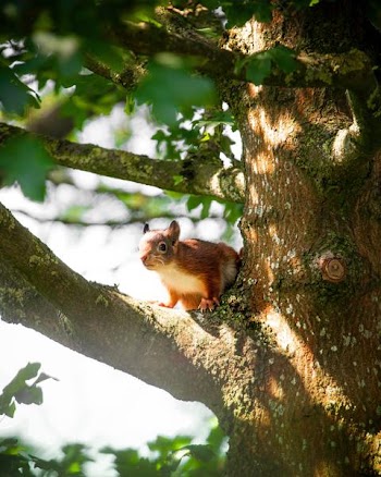 Free Photo of squirrel, tree, summer