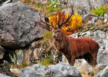Free Photo of stag, deer, antlers