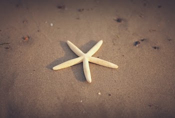 Free Photo of starfish, beach, sand