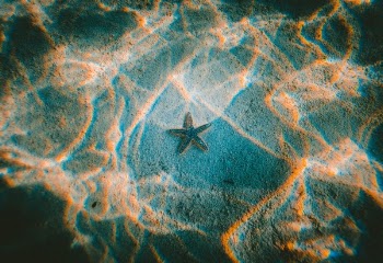 Free Photo of starfish, underwater, ocean
