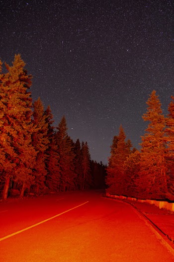 Free Photo of stars, night, trees