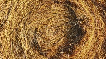 Free Photo of straw, grain, rice